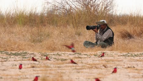 Safari-Gast-Versucht,-Eine-Kolonie-Flüchtiger-Karminroter-Bienenfresser-Zu-Fotografieren