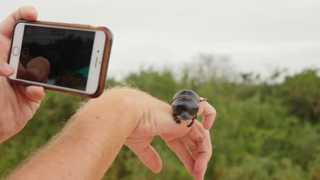 Getting-up-close-and-personal-with-a-flightless-dung-beetle-as-it-climbs-over-a-person's-hand