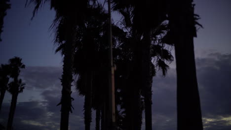 Eine-Reihe-Von-Palmen-Am-Strand-Von-Santa-Monica-Am-Abend