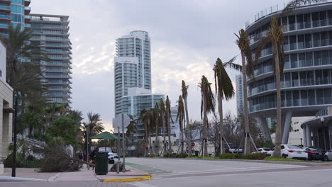 Palmeras-Dañadas-Por-El-Huracán-En-Una-Calle-De-Miami-Cerca-De-La-Playa