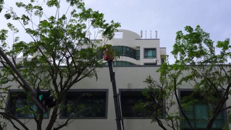 Tree-pruning-by-man-standing-on-mechanical-platform