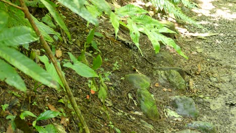 Green-little-bird-with-black-head-walking-around-the-forest-ground