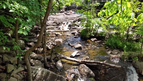 View-of-a-stream-in-the-middle-of-dense-vegetation,-with-people-in-swimsuits-walking-and-exploring-the-area