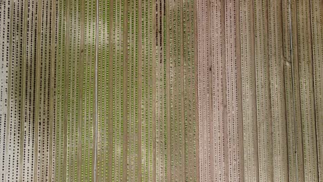 Vista-Aérea-De-Un-Campo-De-Lechugas-Con-Plantas-Rojas-Y-Verdes,-Imágenes-Aéreas