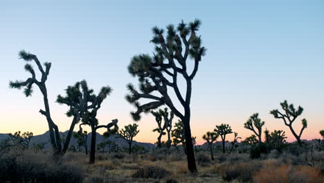 Estableciendo-Una-Toma-Amplia-De-Los-árboles-De-Josué-En-El-Desierto-Del-Sur-De-California.