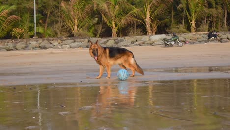 Sehr-Ruhiger-Und-Müder-Deutscher-Schäferhund,-Der-Neben-Dem-Ball-Spielt-Und-Schnell-Atmet,-Nachdem-Er-Am-Strand-In-Mumbai-Gelaufen-Ist,-15.-März-2021