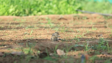 Funny-red-squirrell-standing-in-the-forest-like-Master-of-the-Universe