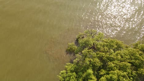 Mangrove-Trees-and-Children-Bathing,-a-successful-reforestation-program-in-Samut-Prakan,-Thailand