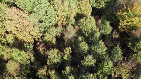 Vista-Aérea-De-Arriba-Hacia-Abajo-De-Las-Copas-De-Los-árboles-En-Un-Hermoso-Bosque---Tiro-Con-Plataforma-Rodante-Y-Inclinación