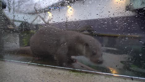 Nutria-En-Cautiverio-Dentro-Del-Zoológico---Detrás-De-Una-Pared-De-Vidrio-Y-Quiere-Salir