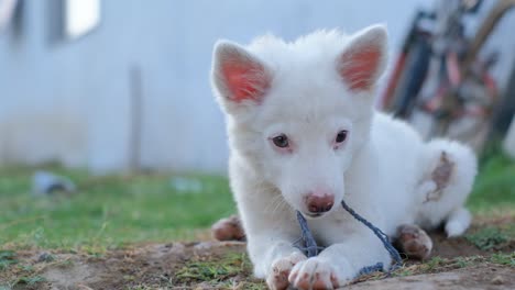 Wurf-Von-Terrier-Mischlingswelpen,-Die-Draußen-Auf-Einer-Holzterrasse-Im-Hundebett-Spielen