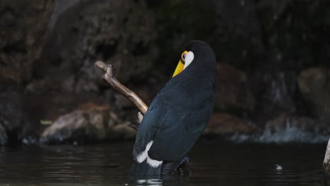 Close-up-shot-of-wild-Tocu-Toucan-perched-on-branch-over-calm-river-with-waterfall-in-background---Ramphastos-Toco-in-Brazil