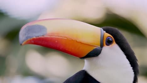 Makro-Nahaufnahme-Eines-Exotischen-Ramphastos-Toco-Oder-Riesentukans-In-Der-Wildnis