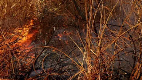 Feuer-Brennt-Trockene-Vegetation-Während-Der-Dürrezeit-In-Der-Brasilianischen-Cerrado-Wildnis---Isolierte-Ansicht