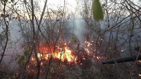 Un-Bombero-Haciendo-Retroceder-Un-Incendio-Forestal-Con-Un-Soplador-En-La-Sabana-Brasileña