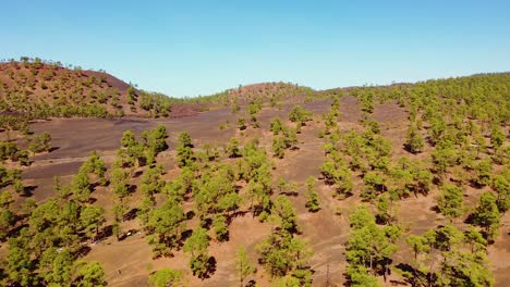 Drone-Sobre-Las-Colinas-De-Tenerife-Cerca-Del-Volcán-Teide-Con-Bosques-De-Pinos