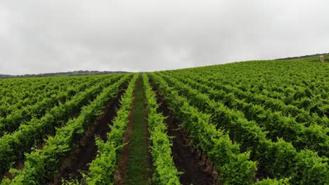 Flying-close,-sideways-over-lines-of-wine-in-cloudy-weather