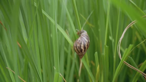 Nahaufnahme-Einer-Apfelschnecke,-Die-Sich-Auf-Einem-Reisfeld-Bewegt