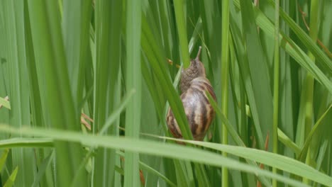 Nahaufnahme-Einer-Apfelschnecke,-Die-Sich-Auf-Einem-Reisfeld-Bewegt