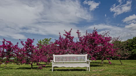 Ambiente-Agradable-Y-Cálido-Al-Aire-Libre-Con-árboles-En-Flor-Junto-A-Un-Banco-De-Madera