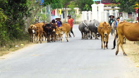 Ganado-Siendo-Arreado-Por-Aldea-Rural-En-El-Campo-De-Vietnam