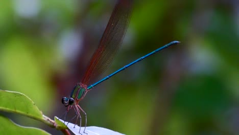 Florida-damselfly--..