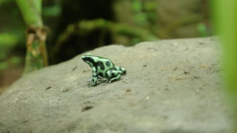 Nahaufnahme-Eines-Grünen-Und-Schwarzen-Giftfrosches,-Der-Auf-Einen-Felsen-Springt