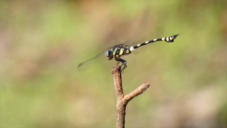 Wunderschöne-Libelle.