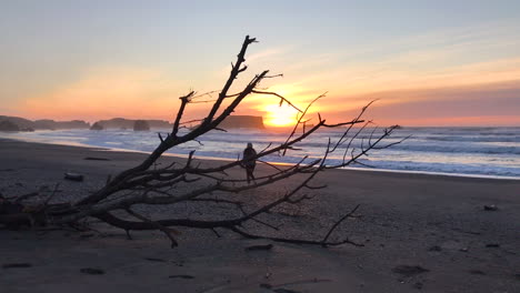 Frau,-Die-Während-Eines-Wunderschönen-Sonnenuntergangs-Am-Strand-Von-Bandon-Spaziert