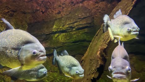 Piranha-underwater-aquarium-Piranha-underwater-aquarium