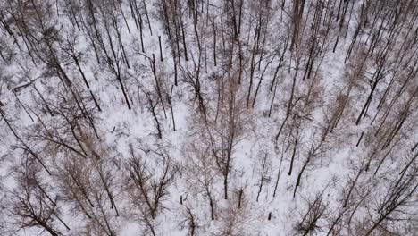 The-beautiful-snow-covered-forests-of-Canada