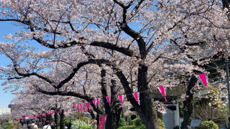 Gente-Caminando-Y-Tomando-Fotos-De-Los-Cerezos-En-Flor-Junto-Al-Río-En-El-Parque-Sumida