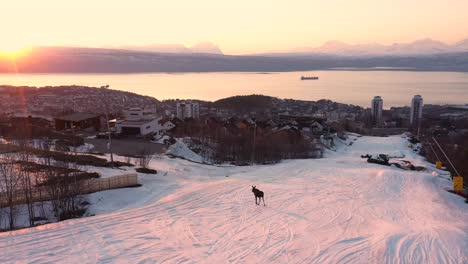 Aerial-view-of-moose-walking-in-snowy-ski-slope-during-sunset