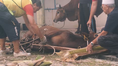 Preparation-to-slaughter-cow-for-halal-meat-during-Eid-al-adha-celebration