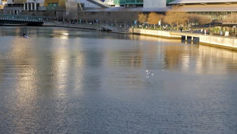 Canoeing-Team-Training-In-Yarra-River-At-Sunset