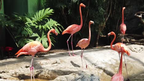 Cámara-Lenta-De-Flamencos-En-El-Acuario-Del-Estado-De-Texas