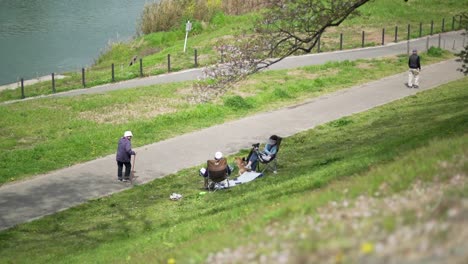 Una-Anciana-Japonesa-Caminando-Mientras-Las-Parejas-Japonesas-Y-Sus-Perros-Se-Relajan-Bajo-Los-árboles-De-Sakura-Mientras-Los-Vendedores-Ambulantes-De-Sakura-Caen-En-Kyoto,-Japón---Cámara-Lenta