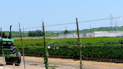 Sprinkleranlage-Bewässert-Das-Pflanzenfeld,-Im-Hintergrund-Pflücken-Menschen