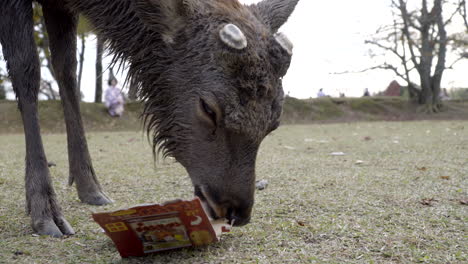 Männlicher-Japanischer-Sika-Hirsch-Oder-Bock-Ohne-Hörner,-Der-Auf-Kartonverpackungen-Im-Nara-Park-Kaut,-Nahaufnahme