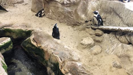 African-Penguins-in-an-indoors-habitat-of-Two-Oceans-Public-Zoo-in-Cape-Town,-South-Africa