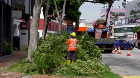 Workers-trimming-trees-along-street,-garden-city-of-Singapore