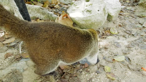 Coati-Buscando-Comida-De-Los-Turistas-En-Las-Ruinas-De-Tulum-En-Mexico