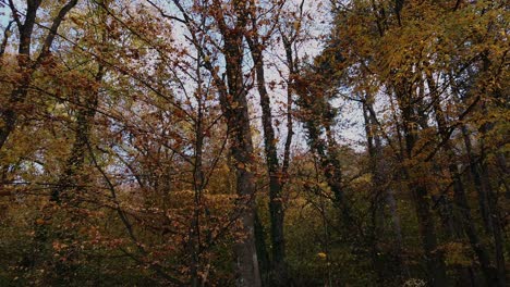 Establecimiento-De-Tiro,-Vista-Panorámica-De-La-Temporada-De-Otoño-En-Brasov,-Hojas-Cayendo-Al-Suelo