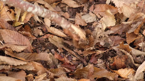 Suche-Nach-Kastanien-Mit-Einem-Stock-Im-Herbstlichen-Waldlaub