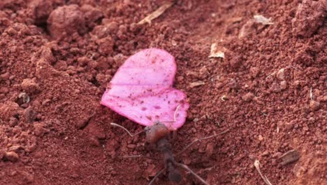 La-Hormiga-Lleva-Un-Trozo-De-Flor-En-Forma-De-Corazón-En-El-Suelo,-Lo-Deja-En-El-Suelo-Y-Abandona-La-Escena.