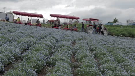 Tourist-Tractor-Train-Moving-with-Blooming-Flax-Field-on-Foreground,-Static-Shot