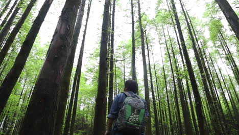 A-male-hiker-wearing-a-backpack-standing-upright-looking-at-and-the-tall-green-trees-in-a-forest