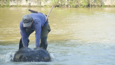 Sumatran-Elephant-Emerges-From-Water-During-Bath-Time,-Mahout,-Ears-Flapping,-Slow-Motion