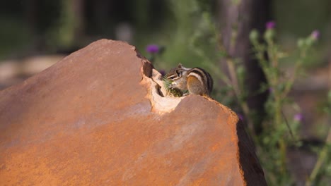 Ardilla-Comiendo-Cardo-Sobre-Una-Roca-Con-Luz-Brillante