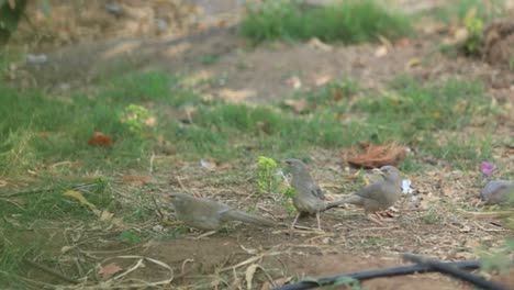 shy-crowned-sparrow-lark-on-stone